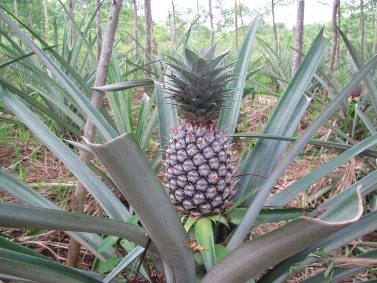 Ananas Comosus e Ananas Sativus