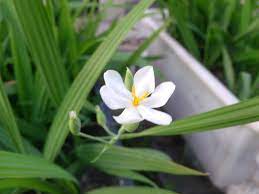 Erva medicinal Eleutherine plicata: propriedades antibacterianas, antifúngicas e antioxidantes. Valiosa na fitoterapia. Conheça seus benefícios.