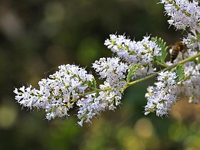 Tetradenia riparia