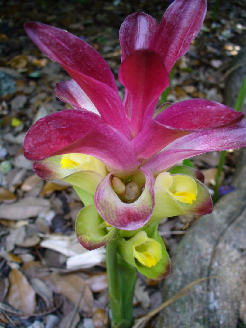 Curcuma zedoaria