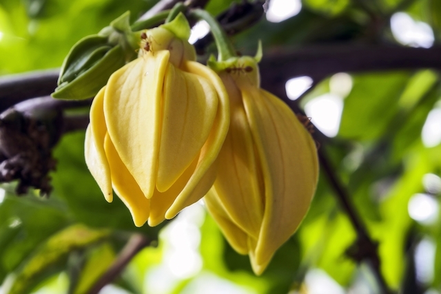 Ylang Ylang