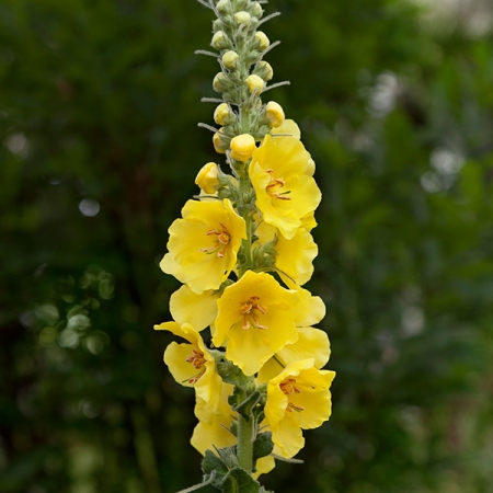 Verbascum densiflorum