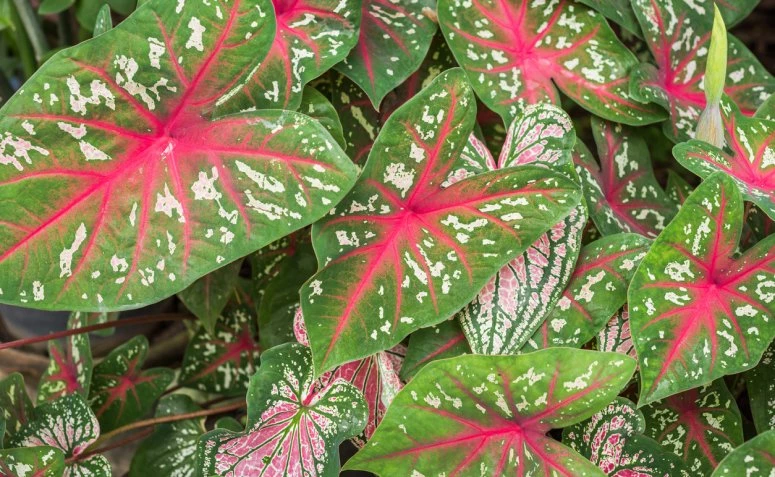 Caladium bicolor