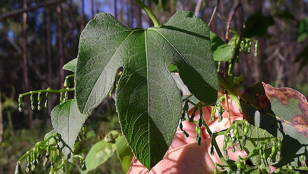 Cayaponia tayuya