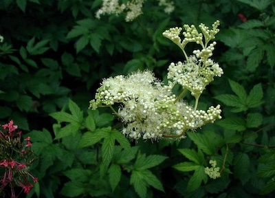 Filipendula ulmaria,