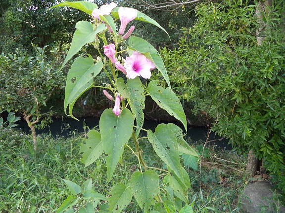 Ipomoea carnea