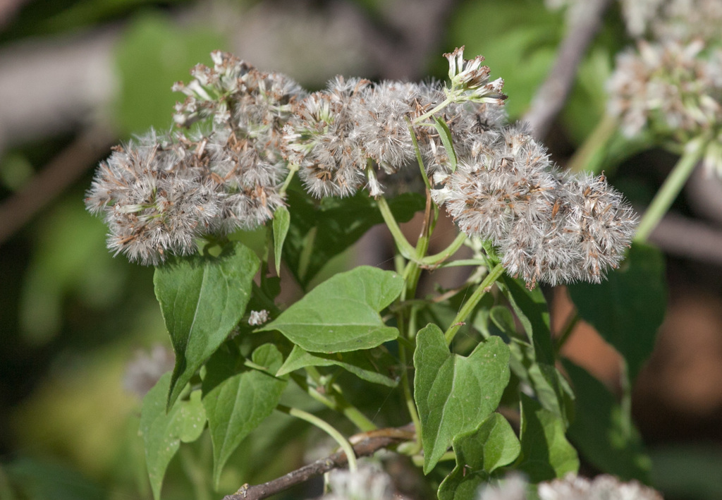 Mikania lindleyana