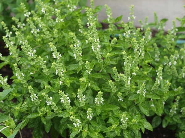 Ocimum basilicum