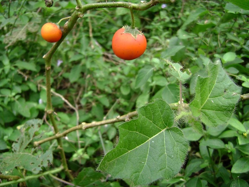 Solanum capsicoides