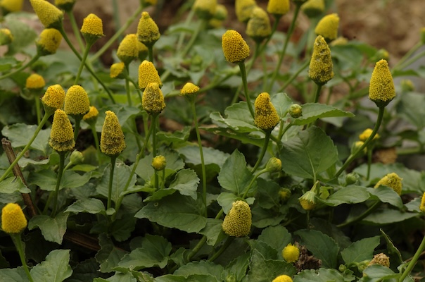 Spilanthes oleracea