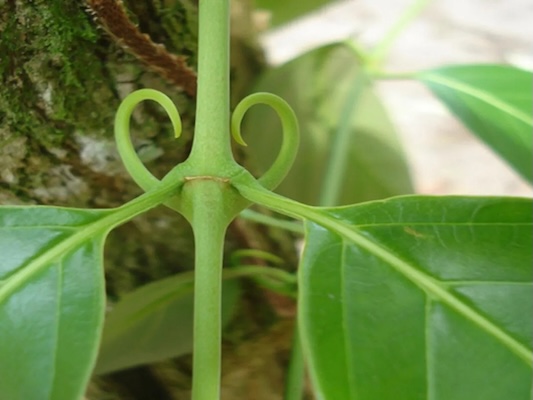 Uncaria tomentosa